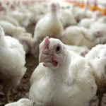 Greating farming tips for broilers in mid-summer.