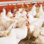 Healthy broilers farming