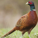 pheasant breeding period